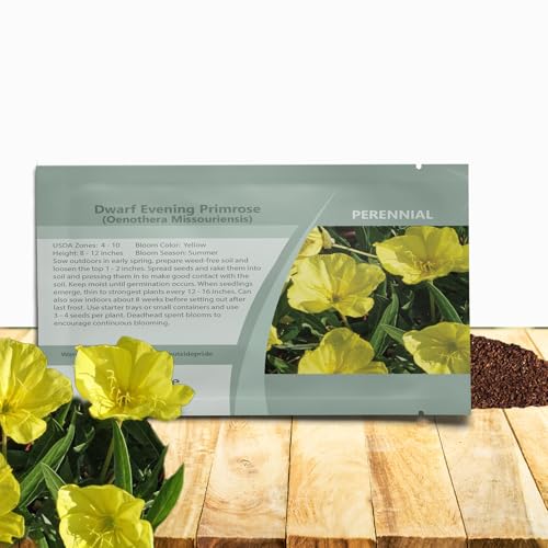 Outsidepride Dwarf Evening Primrose Seeds - 1,000 Pcs Perennial Oenothera Missouriensis Wildflower Seeds w/Bright Yellow Blooms, Drought-Tolerant and Ideal for Rock Gardens, Borders, and Pathways