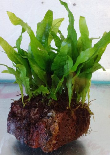 Java Fern On Lava Rock (Microsorium Pteropus) Live Plants