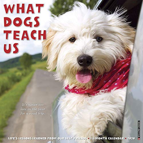 What Dogs Teach Us 2020 Wall Calendar