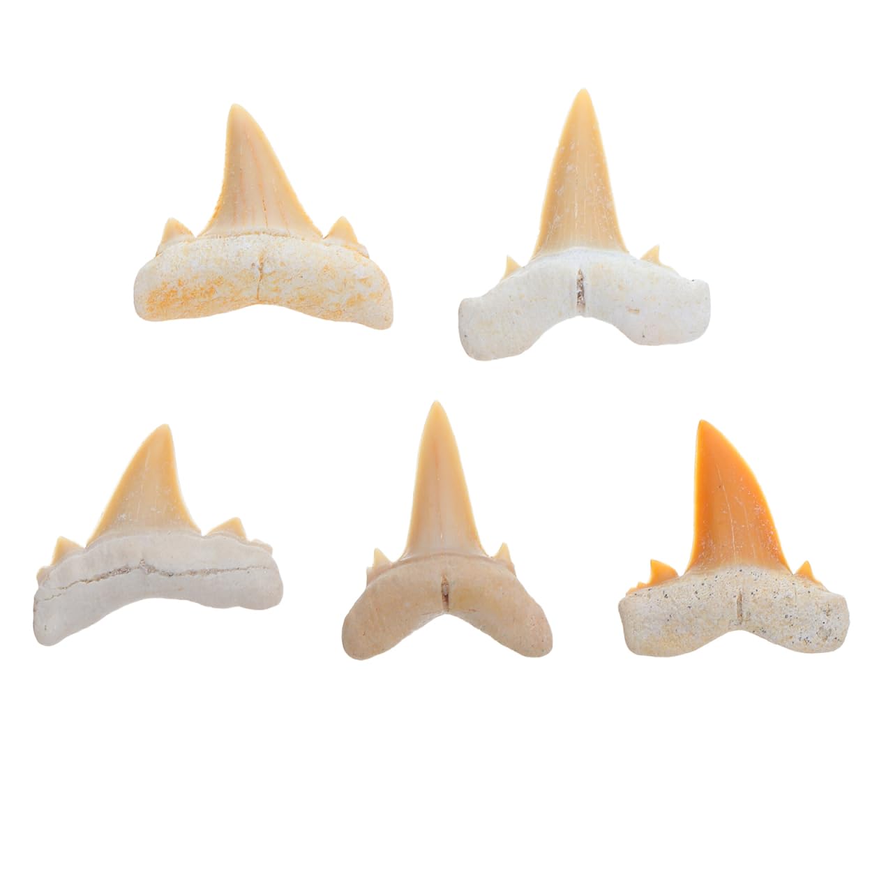Amosfun 5 Piezas Fósil de Diente de Tiburón Real para Colección Científica con Detalles Naturales para Educación y Exhibición