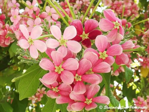 Image of Live Madhumalti Creeper Plant - Double Petal Rangoon Combretum Indicum | Fragrant Indoor & Outdoor Flowering Climber Plant with 3 Inch Plastic Pot