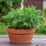 Zoom IMG-1 zengreens semi di aneto biologico Zoom IMG-1 zengreens semi di aneto biologico