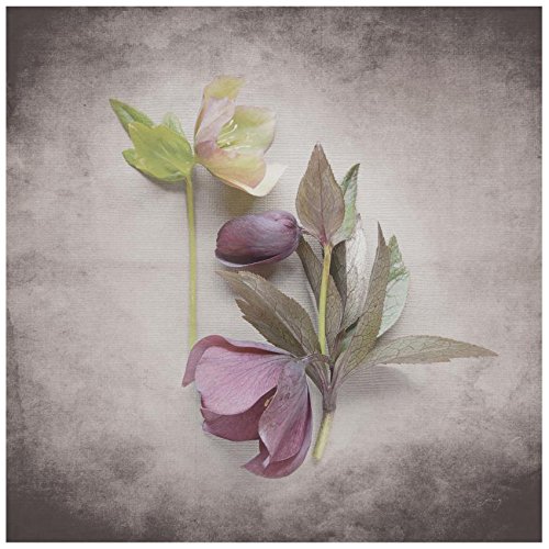 Trademark Fine Art Vintage Hellebore Study VII by Felicity Bradley 35x35-Inch