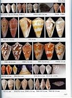 Antiguan Shallow-water Seashells 061534335X Book Cover