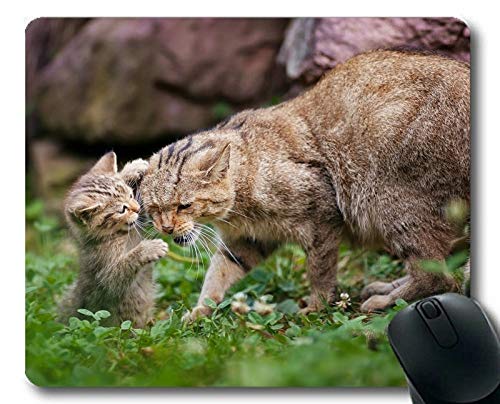 }EX}bgAqL̎ʐ^L}EXpbhARs[^cat168p}EX}bg