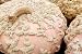 #1137-A*SUGAR*PEANUT PUMPKIN*7 SEEDS*RARE*Galeux d' Eysines*SWEET*Maximum*SHOWY*