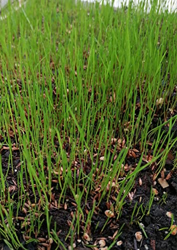 WiesiFix | 3in1 Power Rasenpflaster für Urinflecken in der Wiese | schnellkeimend | Rasennachsaat | Fleckenentferner | Selbstnachanbauset | Hund | tierfreundlich | Gartenpflege |