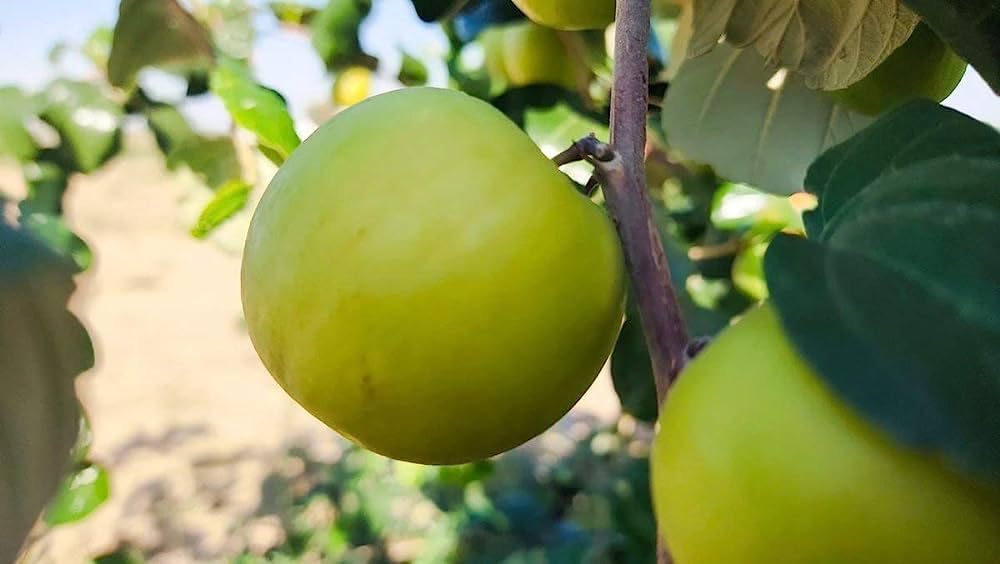 Green Horizon SWEET GOLA BER FRUIT PLANT 01, Grafted, Pack of 1 (Size 1-1.5) (B0CC37PGZR) Amazon Price History, Amazon Price Tracker