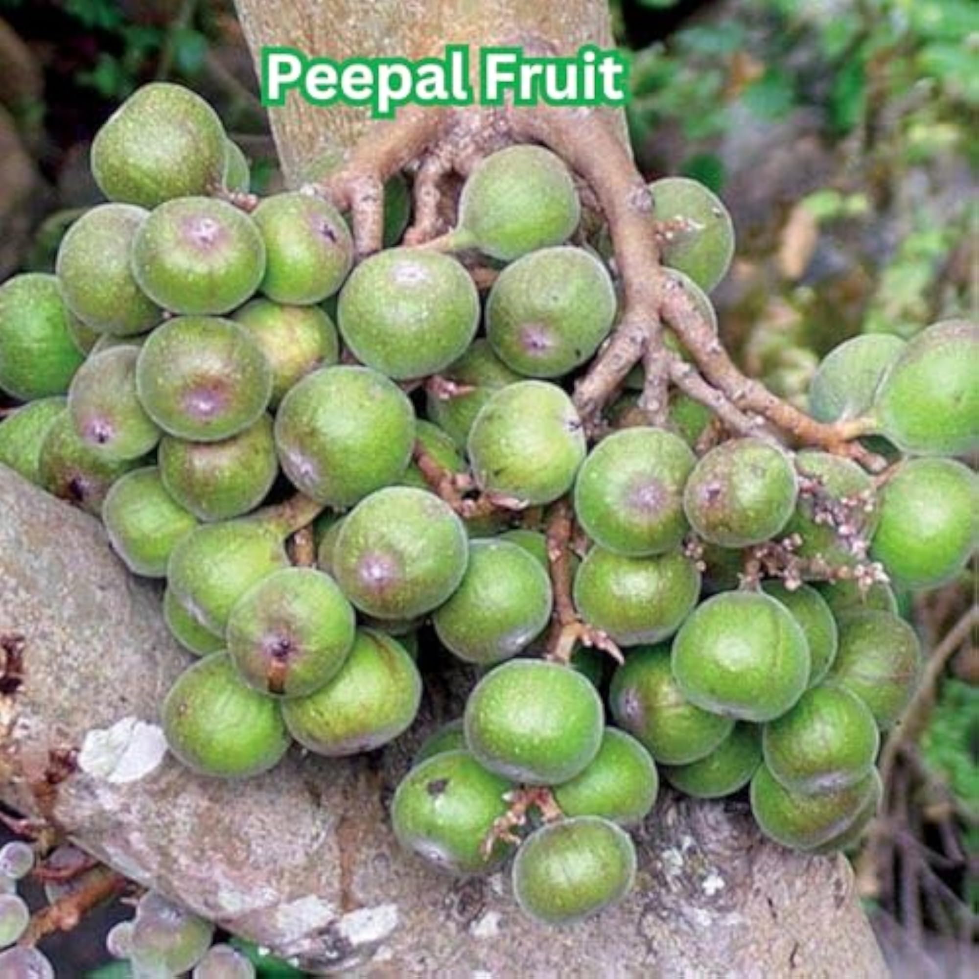 Peepal Tree Fruit Powder, Yamkay, 500 gm