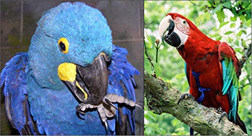 Image of The AVIATOR Pet Bird Harness and Leash: XX-Large Blue