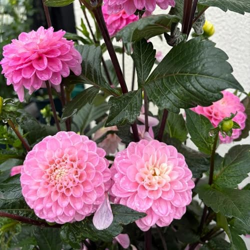 dahlien winterhart - kaufen 3knollen