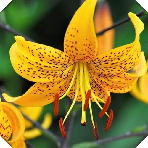 Lily Bulbs=Tiger Lily for Planting Now UK=Perennial Delights for Spectacular Garden Displays【BNSOIDE】-4bulbs-A