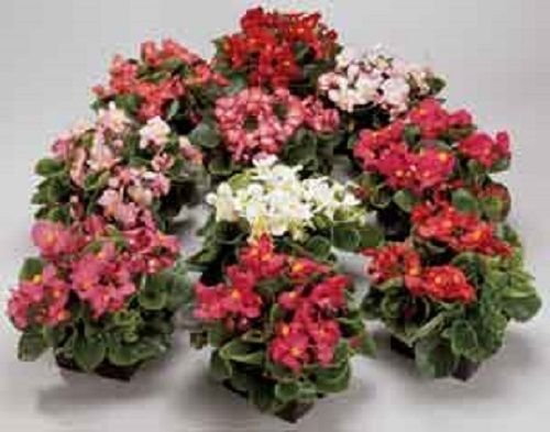 Splendida Begonia Ambassador Fioreannual Mix