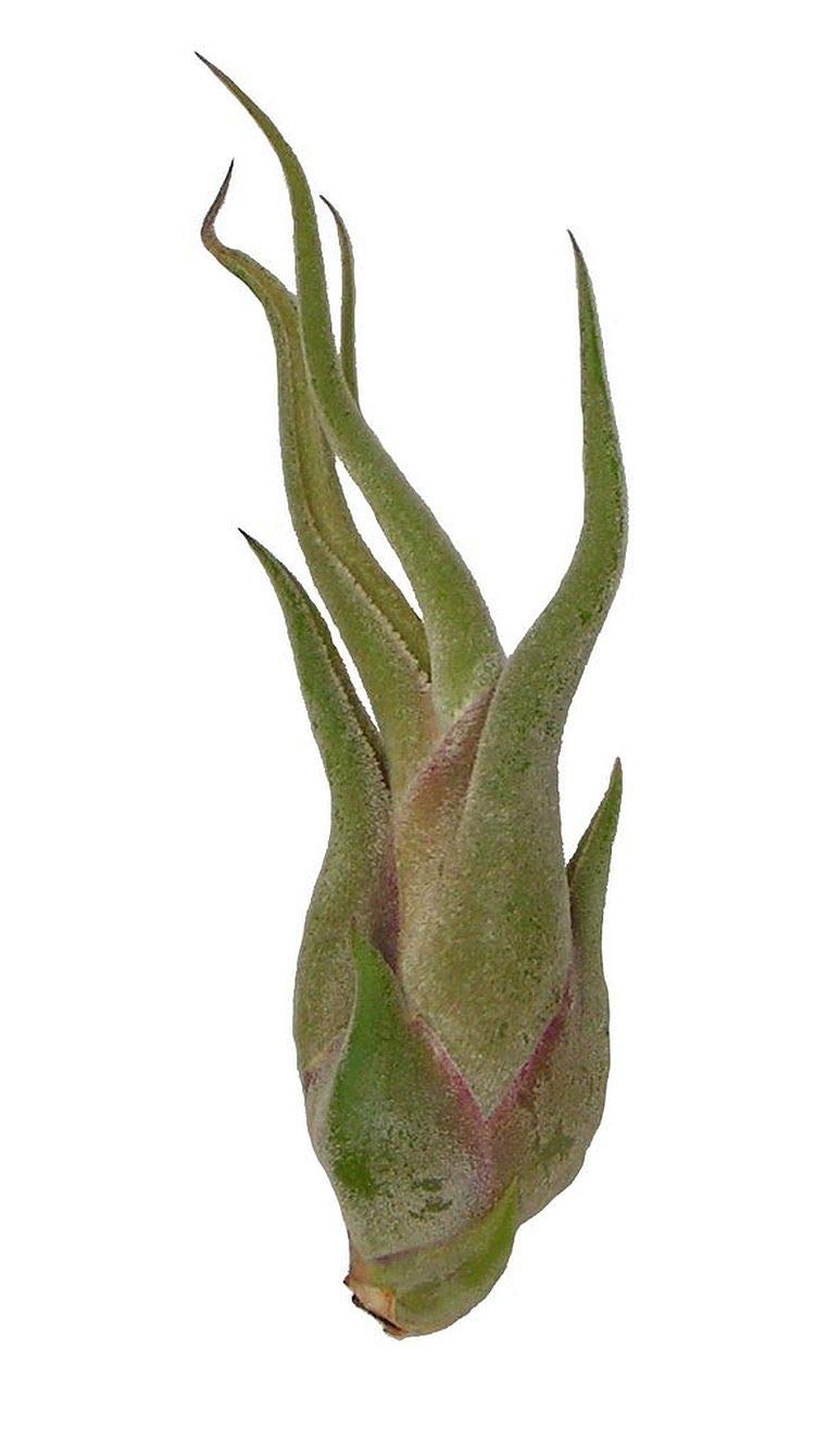 Air Plant - Easy to Keep House Airplant - Tillandsia Gift Bromeliad (Caput Medusae) โ image 1