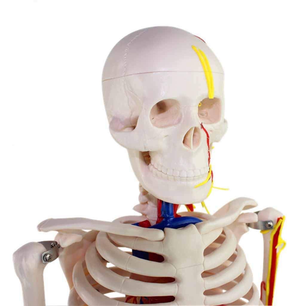 Sjdopulse Men's Human Anatomical Skeleton Model - 85Cm Human Skeleton Model - Medical Anatomical Skeleton Model With Nerves And Blood Vessels Anatomy Model - For Study Display Teaching