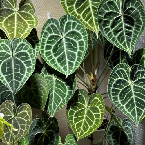Semillas de anturio de Interior - Jardinera balcón Decoración Invernadero Cama elevada exóticas 30pcs