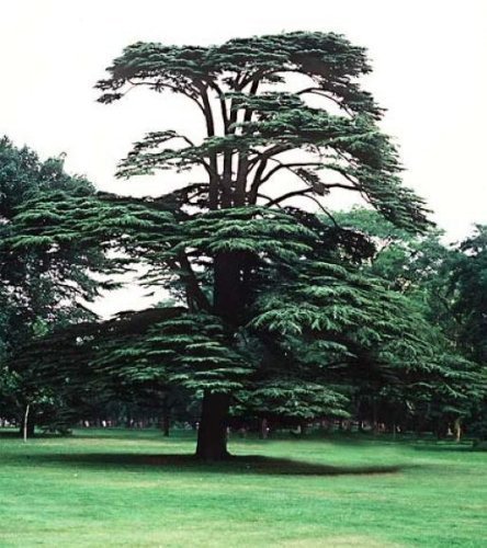 Tree Seeds Online - Cedrus Libani- Cedar of Lebanon. 8 Viable Seeds - 5 Packs