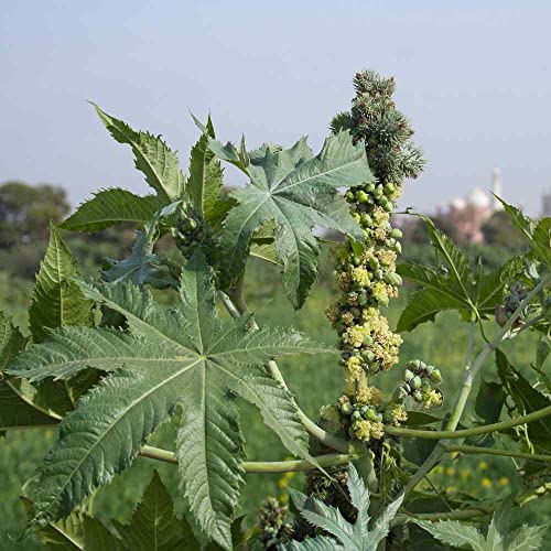 Outsidepride Zanzibariensis Castor Bean Seeds - 50 Pcs Annual Quick-Growing Tropical Flower Seeds for Planting Vibrant Foliage & Colorful Blooms for Eye-Catching Borders Gardens & Landscapes