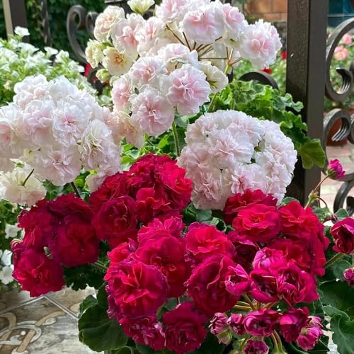 semillas de geranio - decorativas jardín resistentes verano Sembrando 550pcs