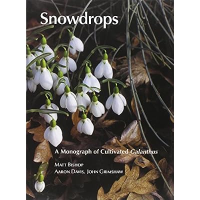 Snowdrops