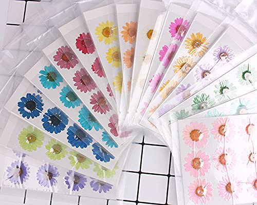 60 peças de flores prensadas de margaridas secas – Conjunto de flores da natureza real da YouthBro p
