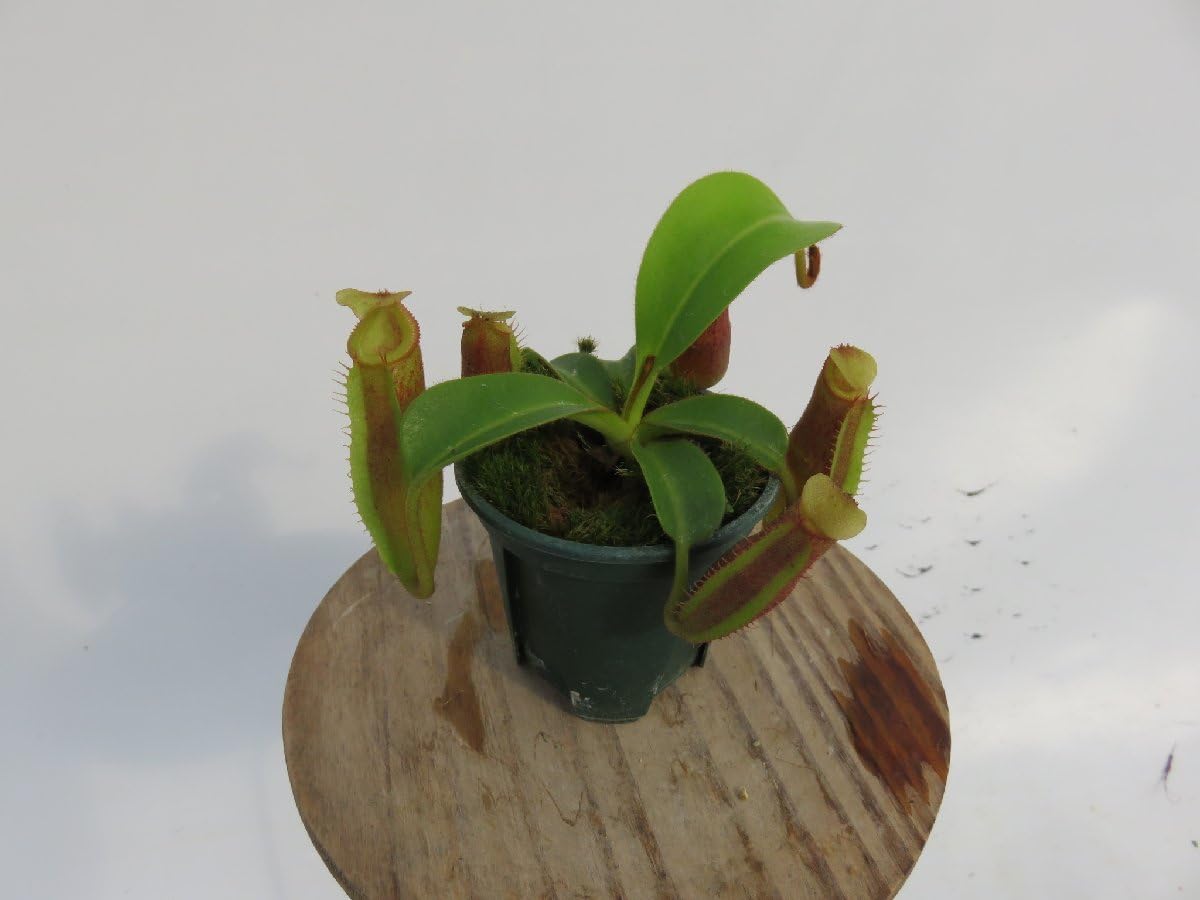 食虫植物N. edwardsiana Ranau Nepenthes edwardsiana | Tom's Carnivores