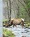 Produktbild Pretty Female Elk Drinking in a Smoky Mountain Park Stream Wide-ruled School Composition Lined Notebook (COOL Animals COVERS: School Supplies & Stuff, Band 1)