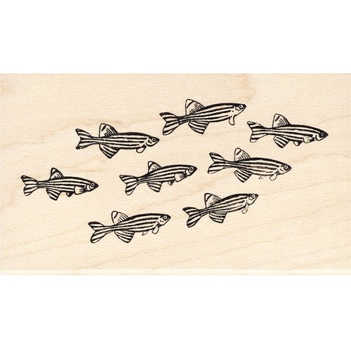 School of Zebra Fish