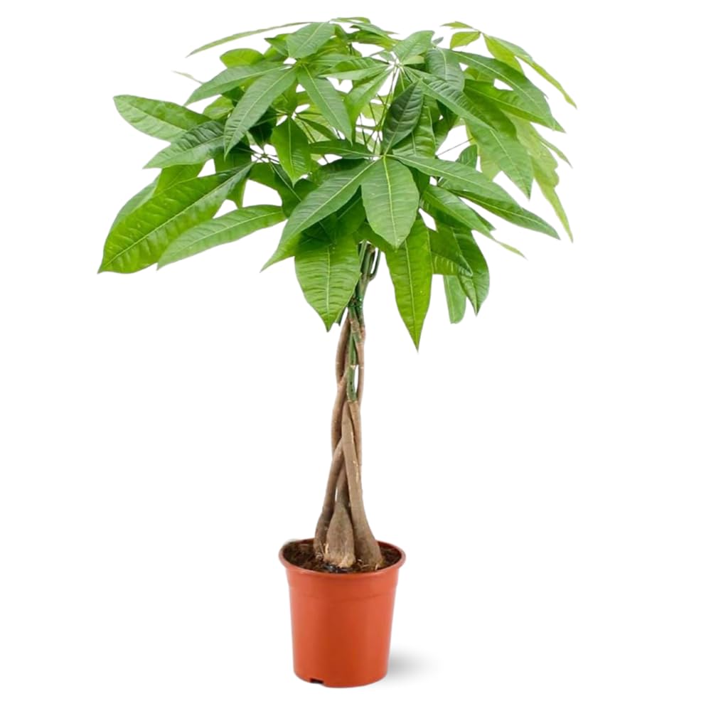 Attitude Jardin - Pachira aquatica - plante d'intérieur - peu d'entretien - 100-110 cm - ⌀ 21 cm - money tree