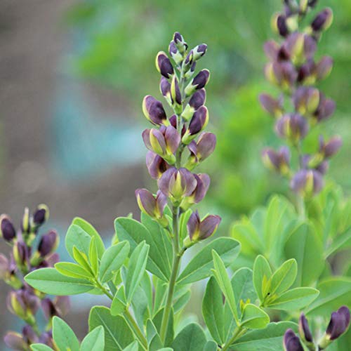 ムラサキセンダイハギの育て方 冬の状態や剪定方法をご紹介