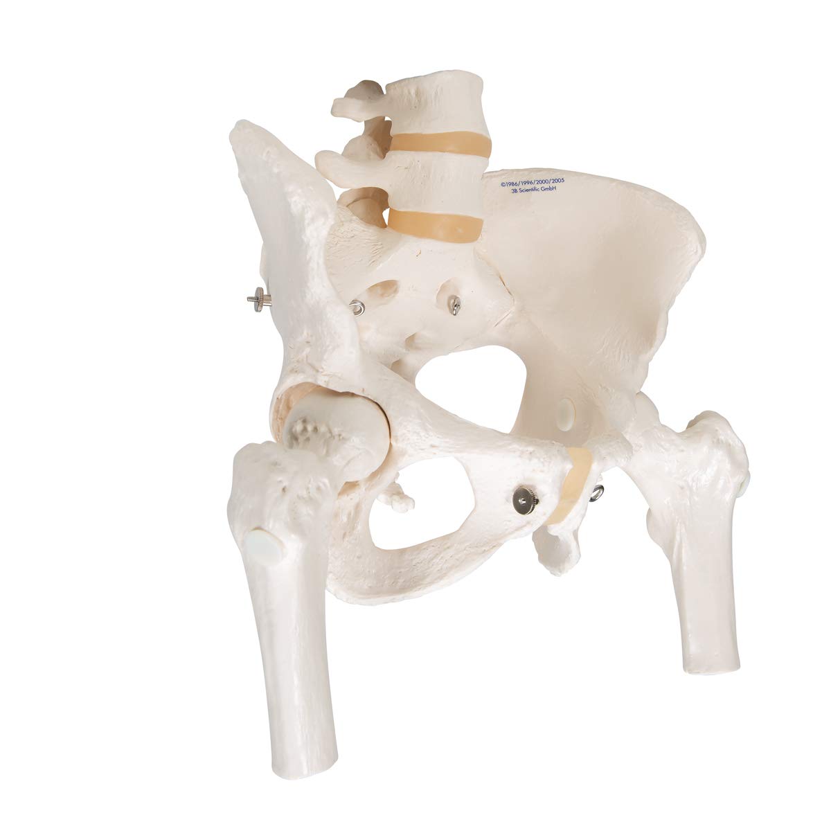 3B Scientific® Bacino Scheletrico Femminile – Modello a Grandezza Naturale con Sacro, Coccige, Sinfisi Mobile & Monconi Femorali + Smart Anatomy App (Garanzia di 5 Anni)
