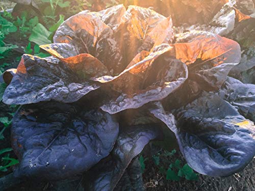 Rouge d'Hiver Rosso Lattuga Romana Biologico Semi Certificato (~ 600): Semi Non OGM