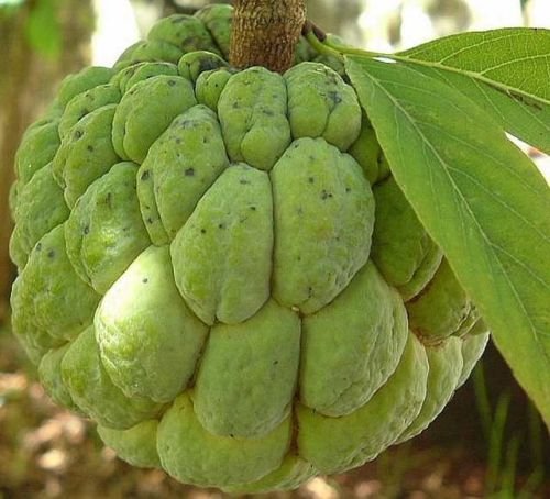 Annona squamosa - Sugar Apple - Rare semi le pianta (10)