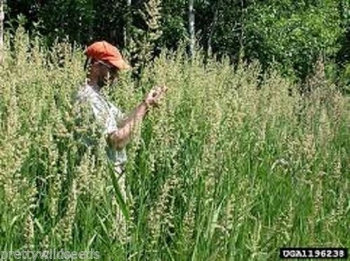 50g Australia Canary Grass Seed Reed Grass Ribbon Grass Pheasants Phalaris arundinacea