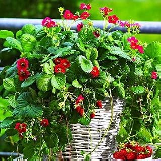 四季成り イチゴ トスカーナ 9cmポット苗 いちご 果物 Amazon