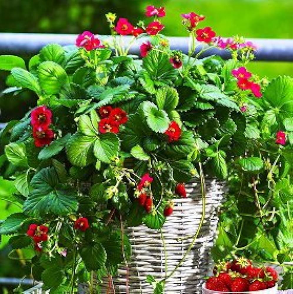 いちご いちご adidas ZX 8000