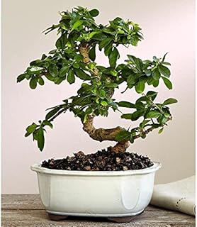 Brussel's Bonsai Live Fukien Tea Indoor Bonsai Tree-10 Years Old 10