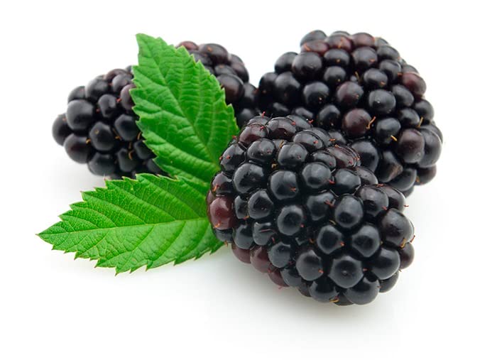 Zarzamora Natural Arbusto Frutal de Crecimiento Rápido - Frutos del Bosque