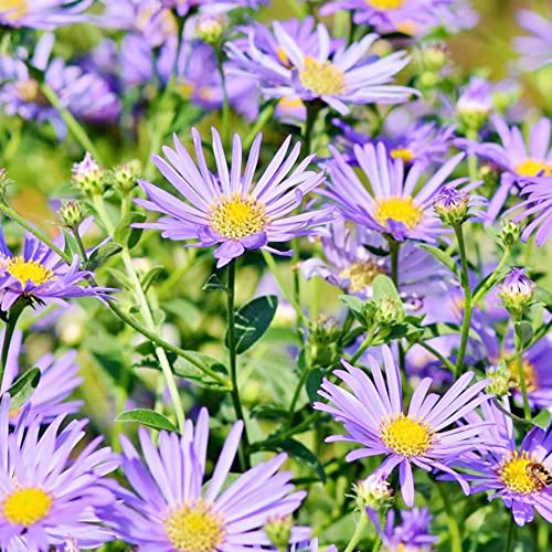 New York Aster Seeds Aster Novi-Belgii, Michaelmas Daisy Perennial Easy To Grow Long-Lived Attracts Butterflies Fast-Growing Drought Tolerant 100Pcs Flower Seeds By Yegaol Garden #TOP4