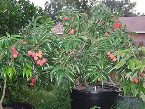 See full amazon price history chart for Mphmi Tropical Rare Dwarf" Litchi Chinensis" Lychee Fruit Plant -1 Healthy Plant Mphmi Tropical Rare Dwarf" Litchi Chinensis" Lychee Fruit Plant -1 Healthy Plant (B096WBQCKN) Amazon Price History, Amazon Price Tracker