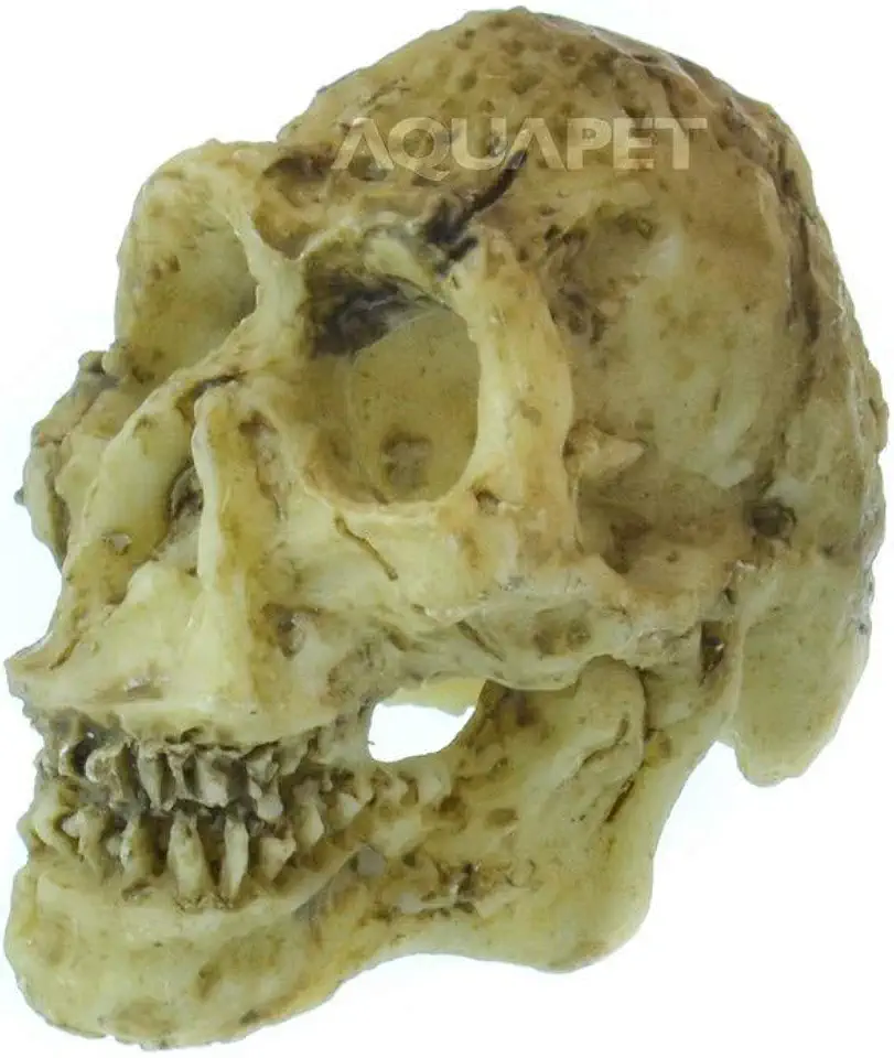 NomoyPet NS91 Crânio Neandertal 5 x 4,5 x 3,5 cm