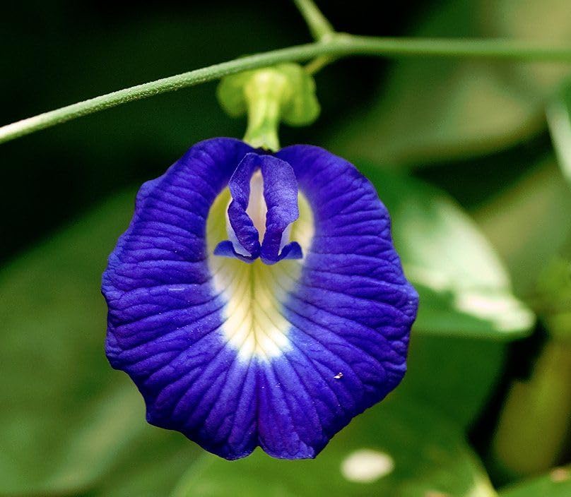 Image of Butterfly Pea Mixed Color Flower Seeds, 35 Count, Double and Single Petals, Medicinal Climbing Vine for Outdoor Garden, Shankhpushpi Hybrid Seeds with Blue, Red, Pink, Yellow Blooms. NLH 3