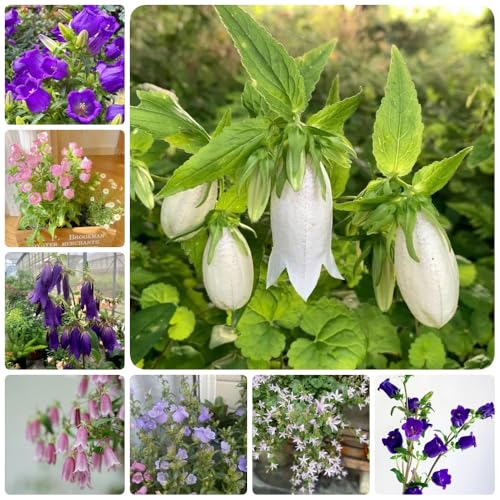 Semillas de campanilla - semillas de variedades antiguas Campánula mediana - de balcón Las perennes son perennes resistentes decoración 200pcs