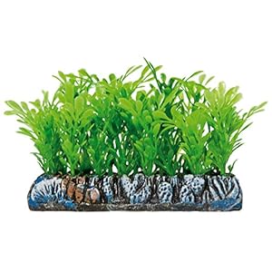 ICA AP1212 Salvaceria Samolus Aquatic Plants Plastica