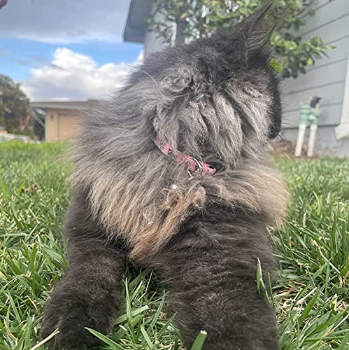 Pupteck Breakaway Cat Collar With Bell Charm, 2 Packs Adjustable Kitty Collars Pink & Black Skull Pattern #TOP5