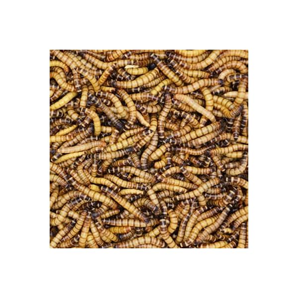 BASSETT'S CRICKET RANCH 50ct Large Superworms - Insect Gourmet - Your ...