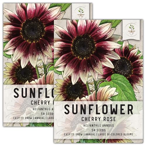 Seed Needs Sunflower Seeds for Planting Cherry Rose Sunflowers - Hybrid Flowers with Unique Bi-Colors for an Outdoors Flower Garden - Great for Cut Flowers in Bouquets & Floral Arrangements (2 Packs)