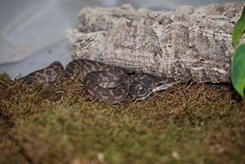 Lucky Reptile Mech Vivarium - 150g mchu do terrarium dla gadów - Świeży mech z kontrolowanych upraw - Mech do zwiększenia wilgotności powietrza - Mech dekoracyjny - Akcesoria dla gadów