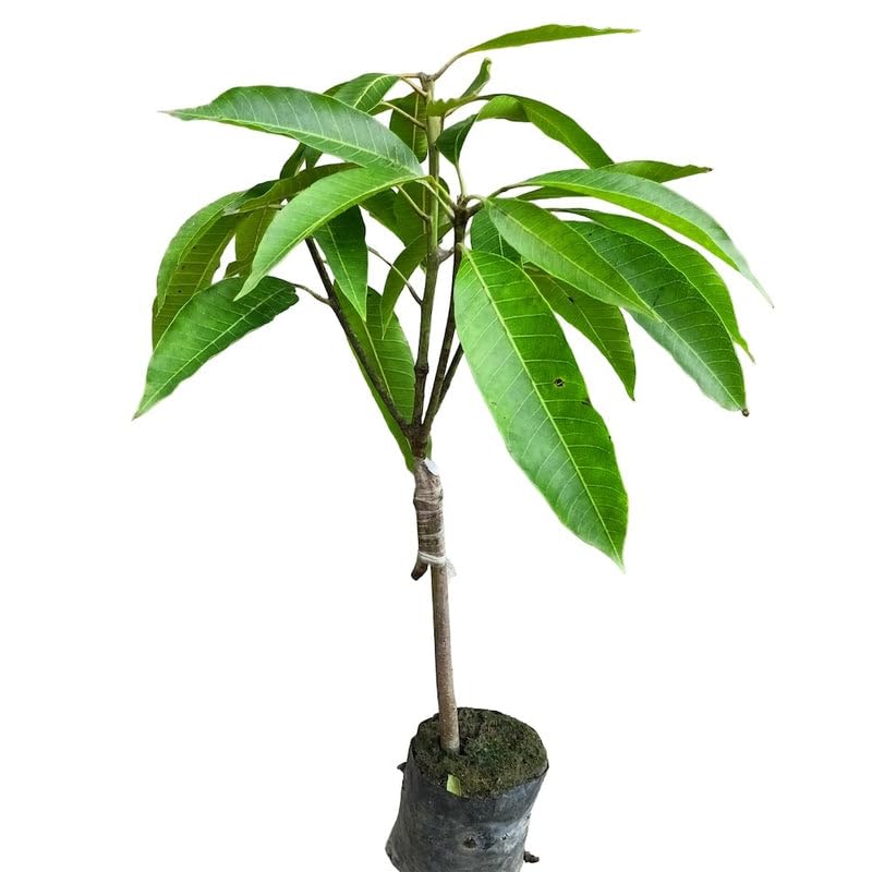 Image of Rare Thailand Nam Dok Mai Si Thong Golden Mango Plant Juicy Fruit After 2-3 Years Height 2-3 Feets PB 30