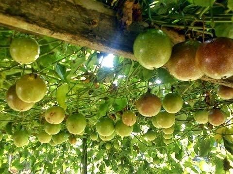 Creative Farmer Passion Fruit Yellow P Pomifera Must Have for House Or Big Gardens Plant(1 Healthy Live Plant)
